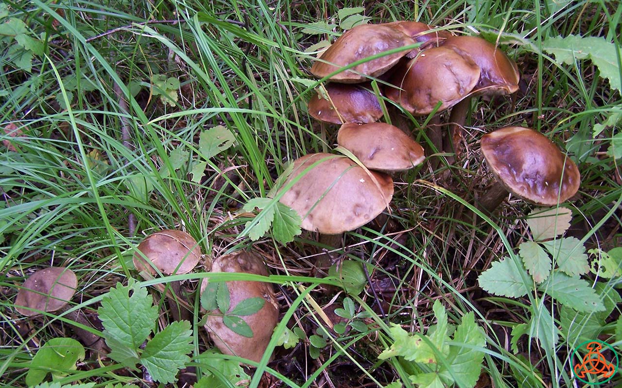 Подберёзовик обыкновенный - Leccinum scabrum - Грибы Уломы Железной